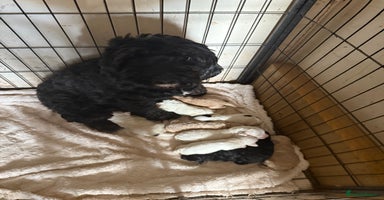 Cockapoo dogs - Advert 2