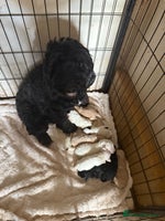 Cockapoo dogs - Advert 2