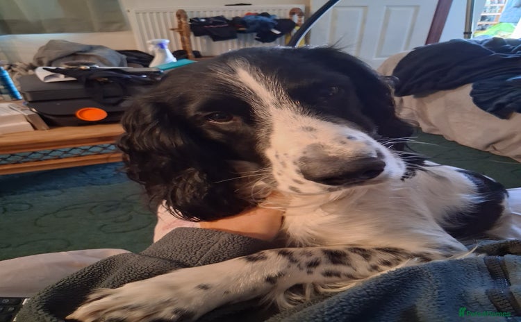English Springer Spaniel dogs in Abertillery - Advert 3