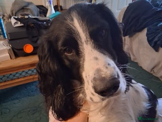 English Springer Spaniel dogs in Abertillery - Advert 20