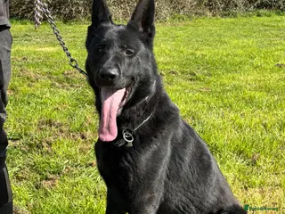 German Shepherd dogs 1 Bitch 2 males Looking For The Right Homes - Advert 17