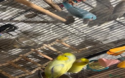 Parrots birds for sale: Parrolet  - Image 3