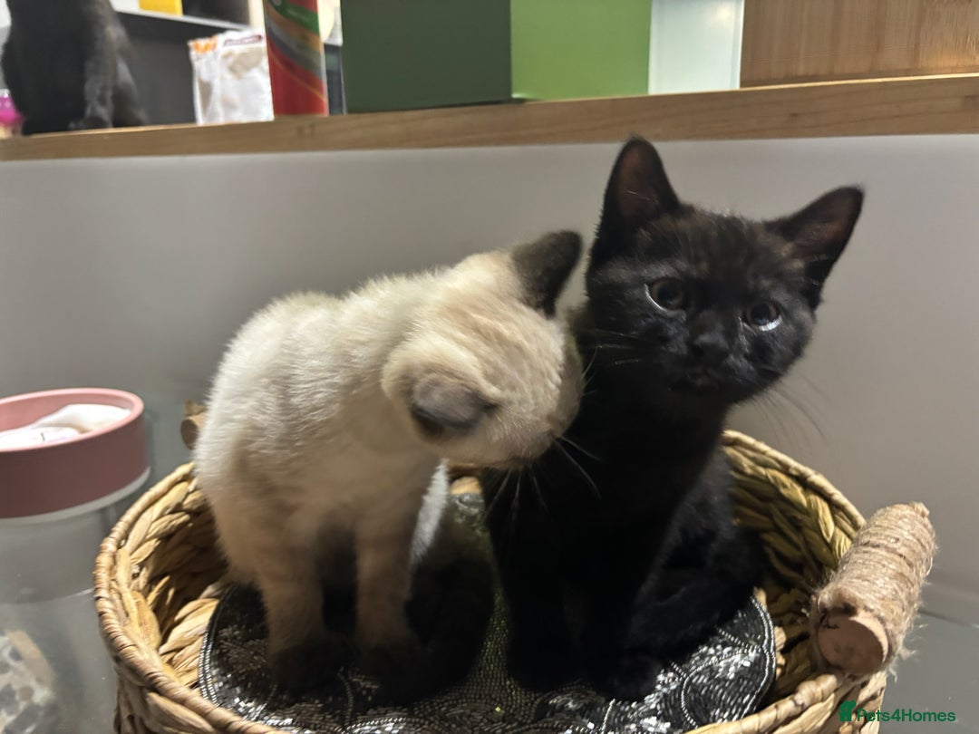 British Shorthair cats for sale: Full BSH kittens 13 weeks GCCF Parents. One gone!  - Image 30