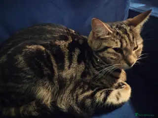 Bengal cats Bagheera - Advert 6