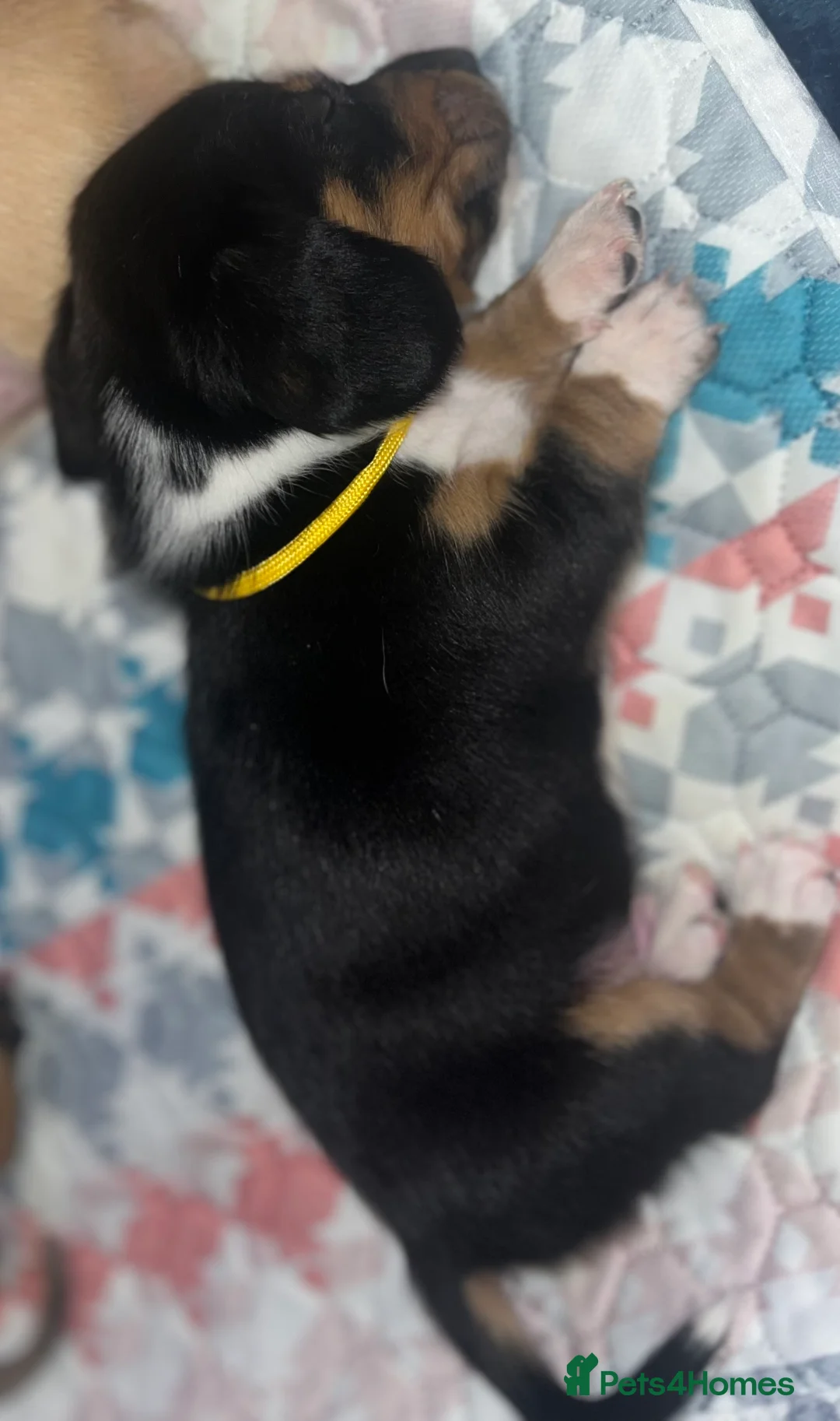 Miniature Dachshund dogs for sale: Minature Dachshunds (cream carriers) - Advert 16