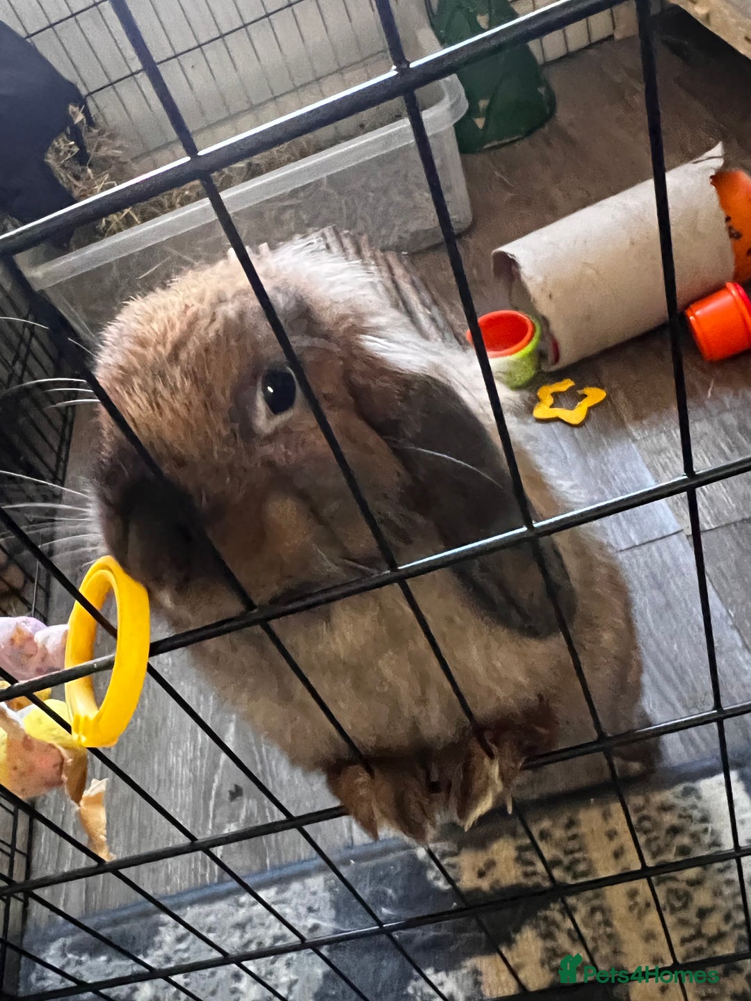 Mixed Breed rabbits for sale: Male and female rabbits 🩷🩵 - Advert 2