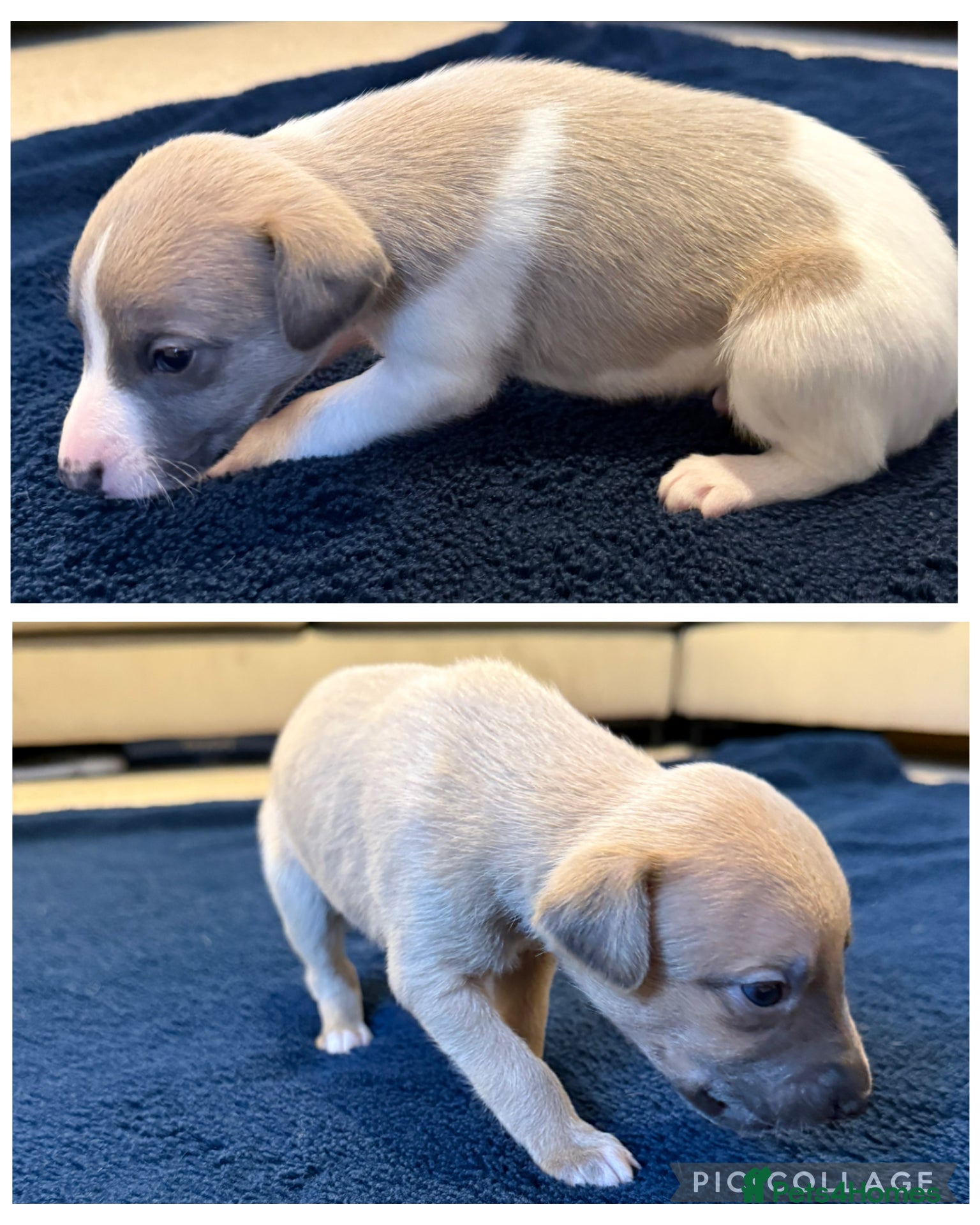 Whippet dogs *** LAST 2 BOYS LEFT*** KC Registered Whippets - Advert 16