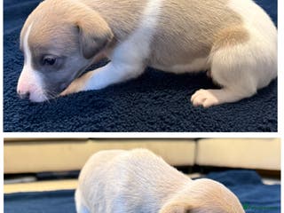 Whippet dogs *** LAST 2 BOYS LEFT*** KC Registered Whippets - Advert 1