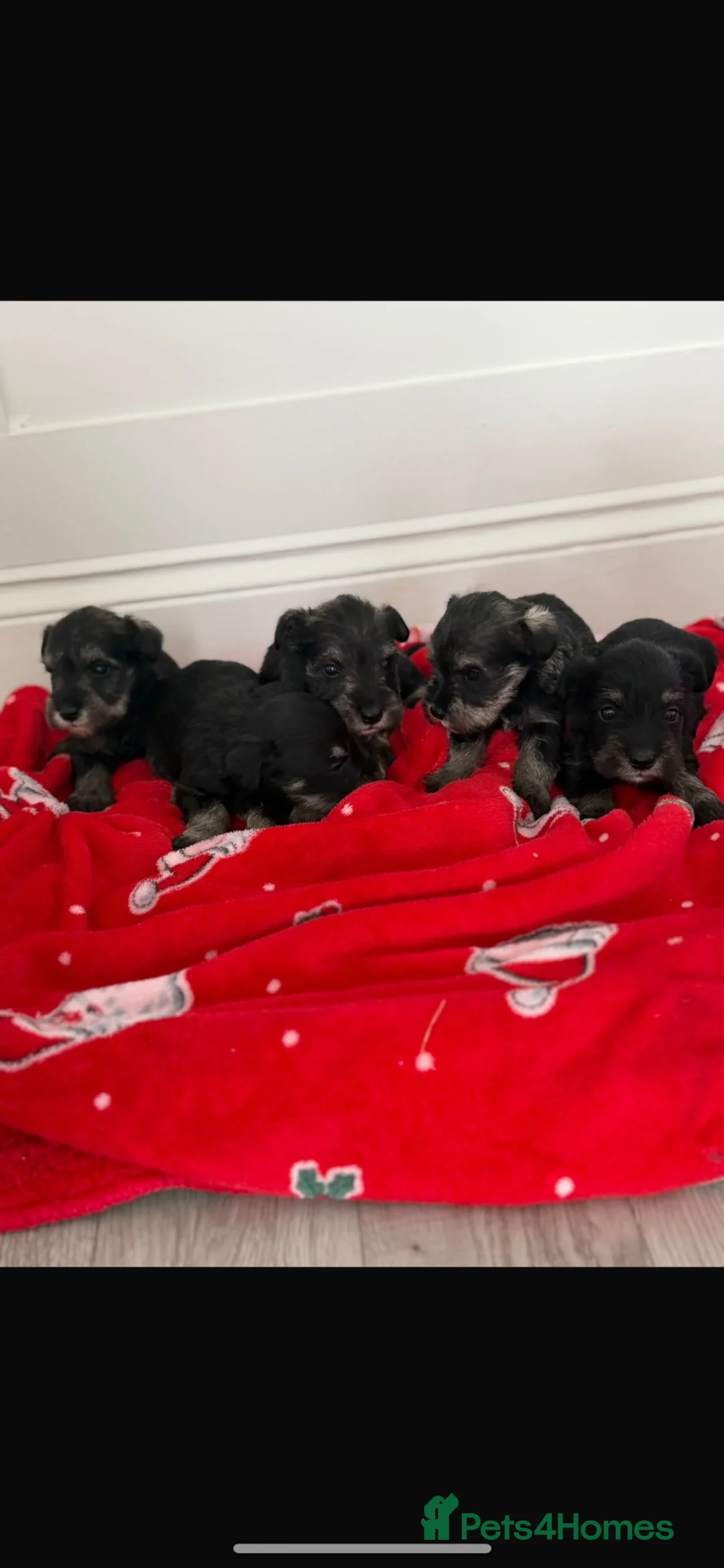 Miniature Schnauzer dogs for sale: Miniature schnauzer  - Advert 2