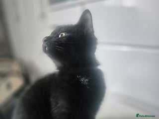 British Shorthair cats Kittens british shorthair bombay mix - Advert 4