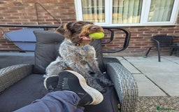 German Wirehaired Pointer dogs for sale: German Wirehaired Pointer  - Image 1