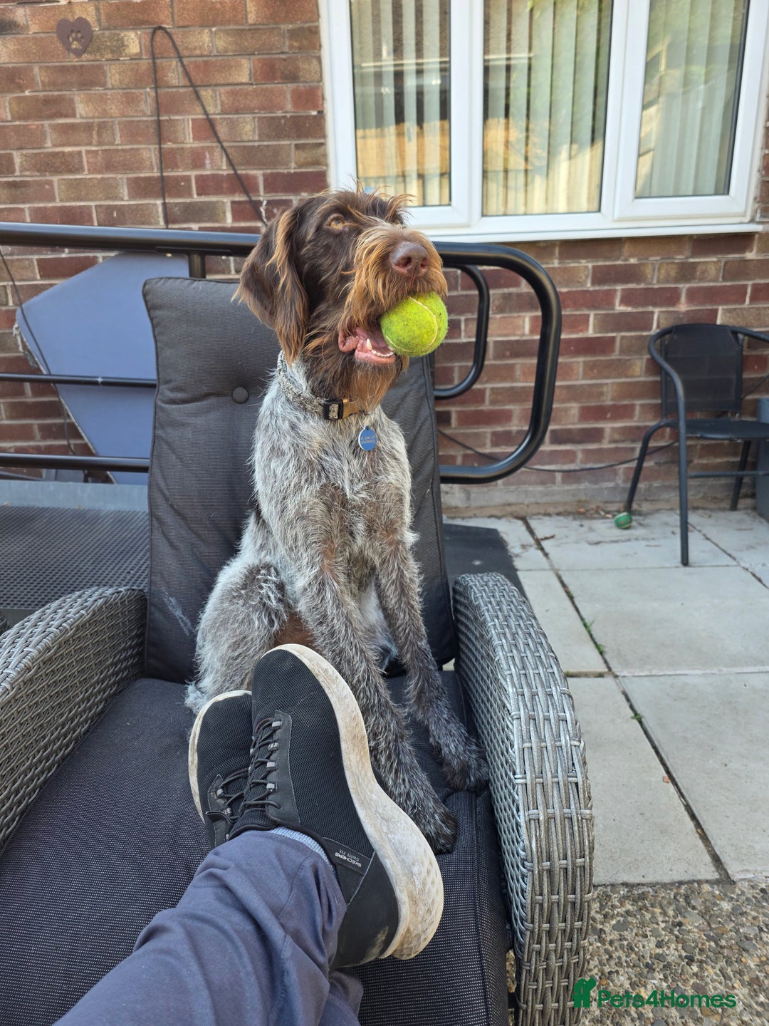 German Wirehaired Pointer dogs for sale: German Wirehaired Pointer  - Image 1
