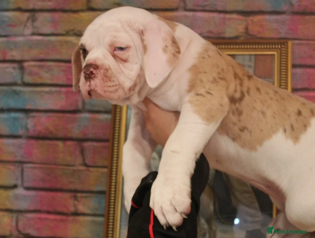 Alapaha Blue Blood Bulldog dogs for sale: SUPERB PICK OF LITTER PUP 5***** - Advert 9