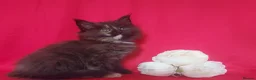 Maine Coon cats for sale: GCCF REGISTERED MAINE COON KITTENS FOR SALE  - Advert 15