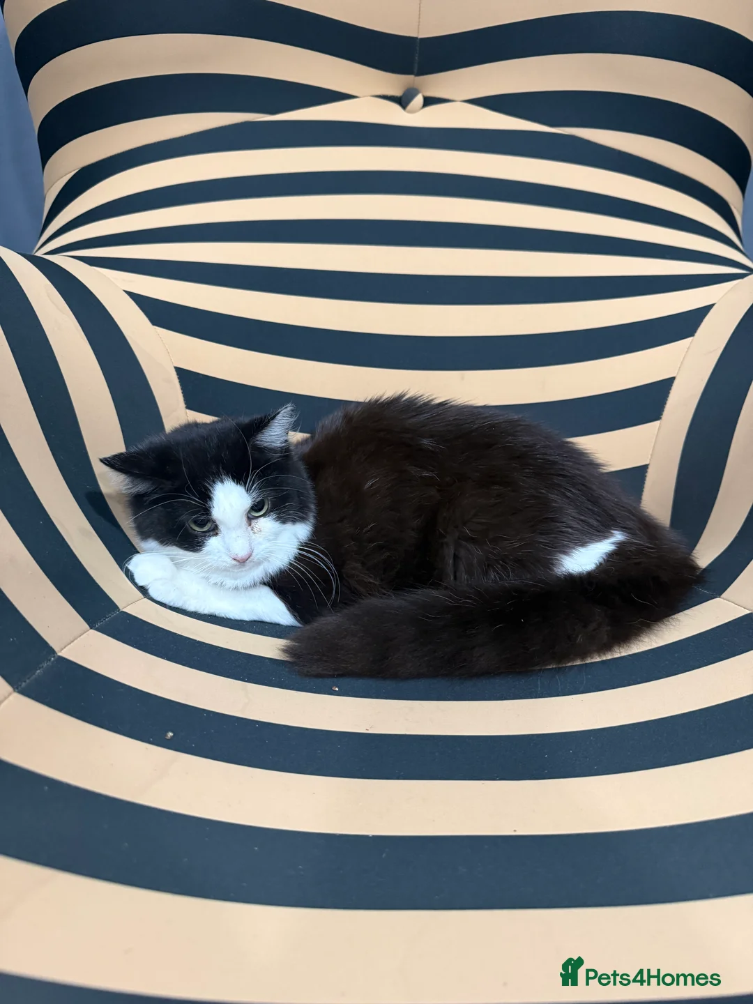 British Longhair cats for sale: Long hair female cat - Advert 4