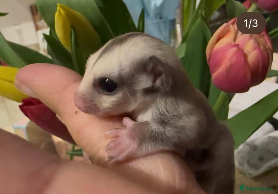Sugar Glider rodents for sale: Sugar Gliders available to suitable homes - Advert 4