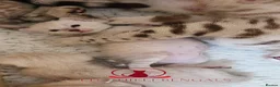 Bengal cats for sale: ✨️ glitter snow champion bengal kittens ✨️ - Advert 5