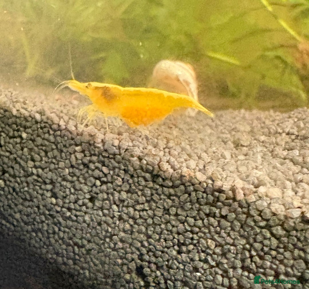 Mixed Breed livestock for sale: Neocaradina shrimp - Advert 1