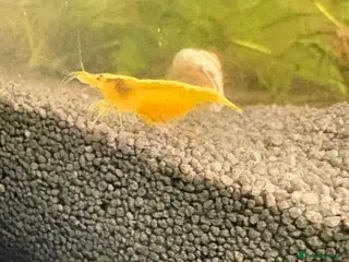 Mixed Breed livestock Neocaradina shrimp - Advert 15