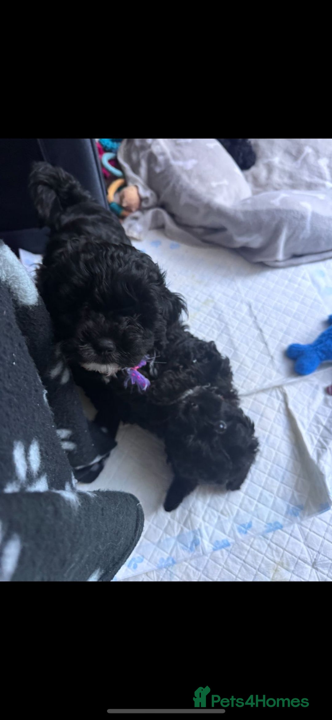 Cockapoo dogs for sale: Beautiful Cockapoo puppies - Advert 6