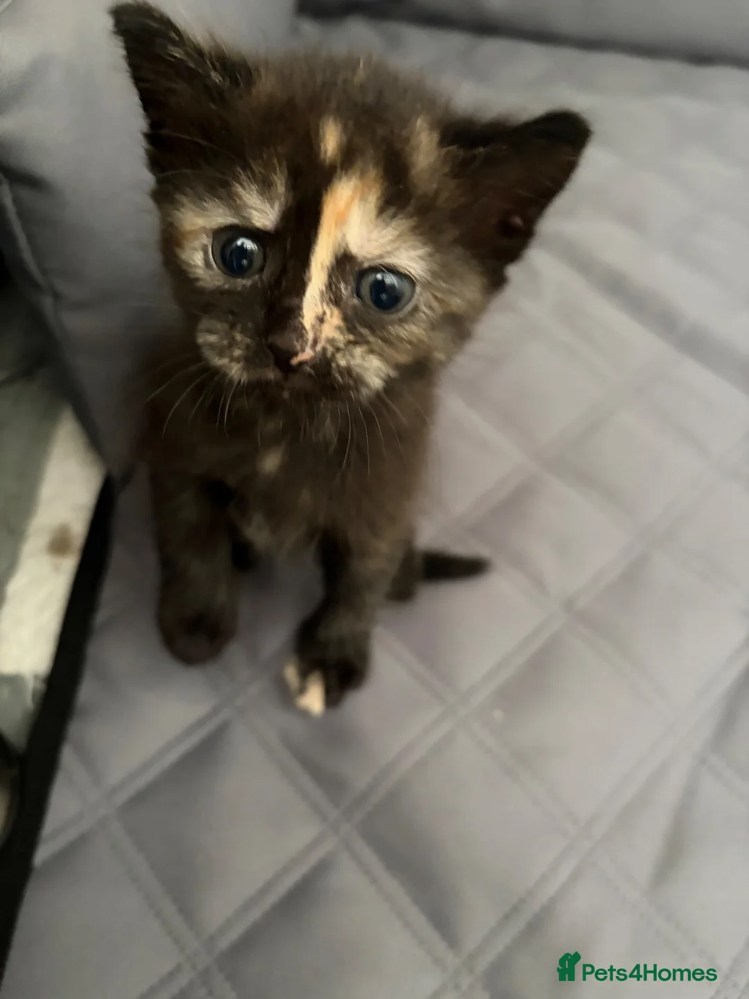 Persian cats for sale: X4 kittens  in Canvey Island - Advert 4