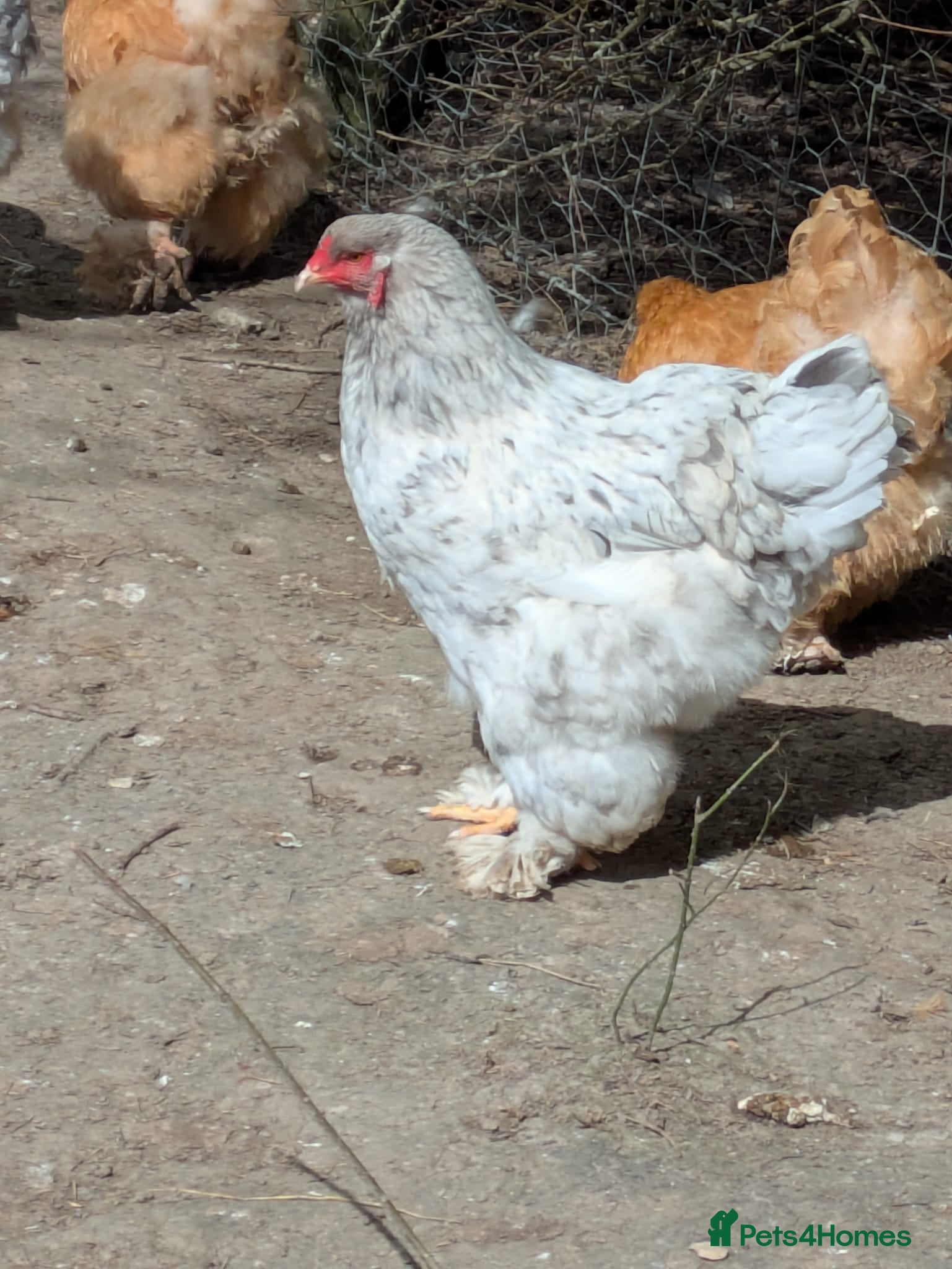 Chickens poultry Grey Brahma Trio - Advert 2