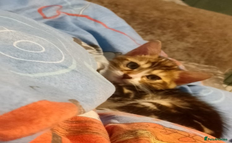 Bengal cats - Advert 1