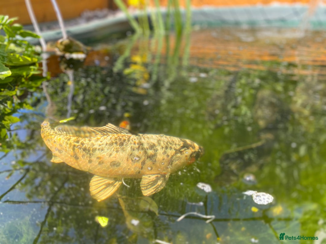 Koi Carp fish for sale: Koi carp and Ghost Koi - very latge - Image 4