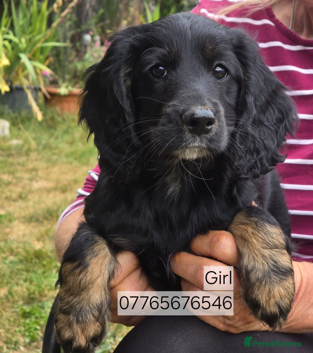 Cockapoo dogs for sale: Show Cockapoo Puppies Homebred Domestic Licence - Image 3