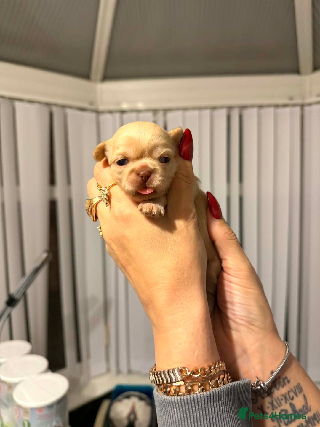 Shih Tzu dogs for sale: Imperial Shih Tzu  - Advert 1