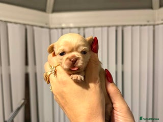 Shih Tzu dogs Imperial Shih Tzu - Advert 3