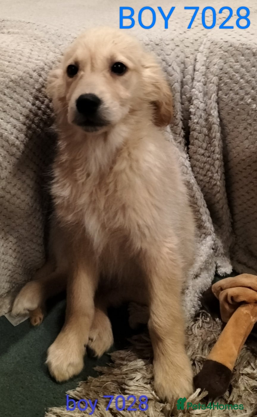 Golden Retriever dogs STUNNING GOLDEN RETRIEVER PUPS - Advert 9