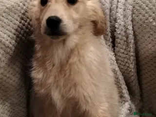 Golden Retriever dogs STUNNING GOLDEN RETRIEVER PUPS - Advert 9