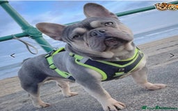 French Bulldog dogs for sale: Two Beautiful Girl French Bulldogs  - Image 21
