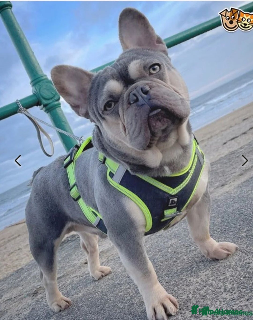 French Bulldog dogs for sale: Two Beautiful Girl French Bulldogs  - Image 21