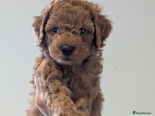 Goldendoodle dogs Miniature goldendoodle puppies - Advert 17