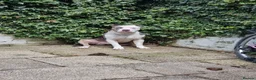 American Bully dogs for sale: American Bully boy is looking for loving home.  in Blackburn - Advert 16