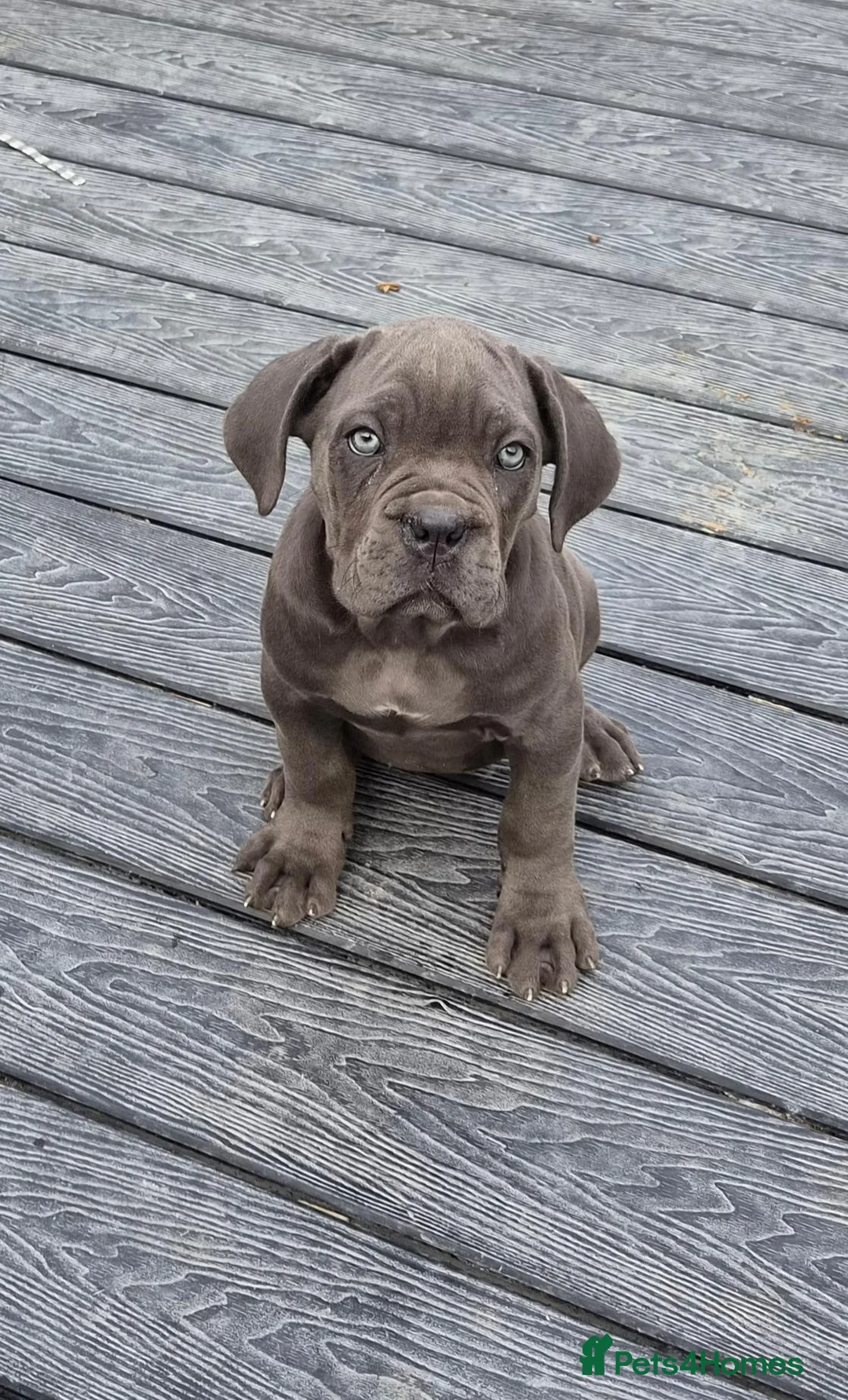Cane Corso dogs for sale: 💜 IMPRESSIVE FULL PEDIGREE CANE CORSO LITTER 💜 - Advert 2