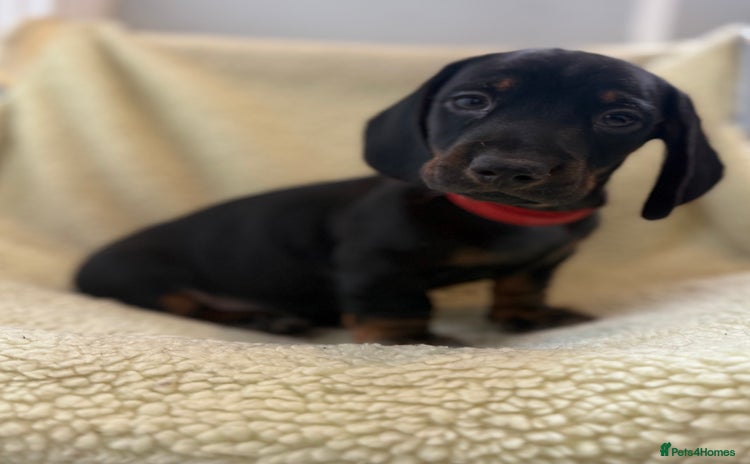 Dachshund dogs - Advert 4