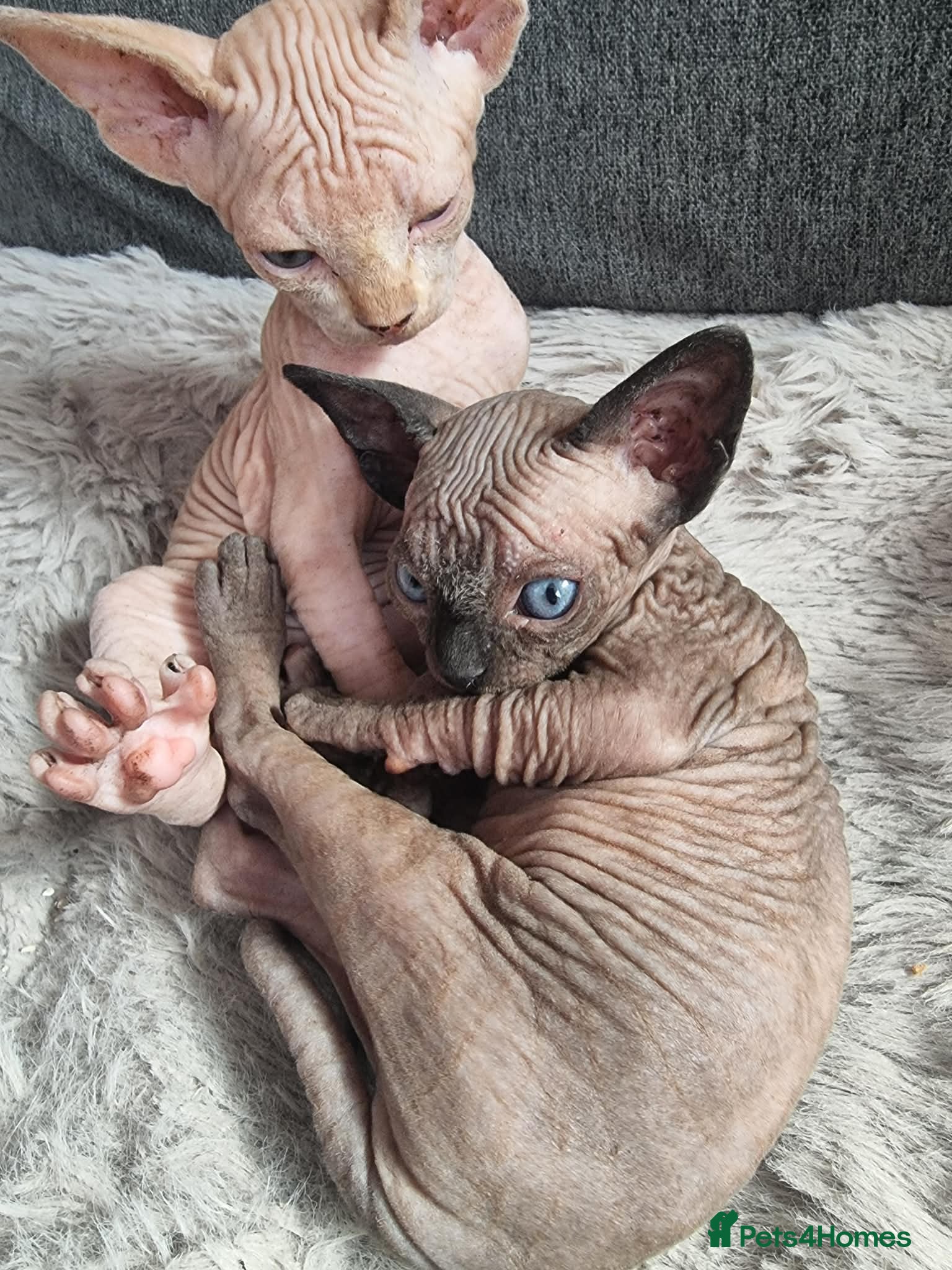 Sphynx cats Sphynx kitteens - Advert 1