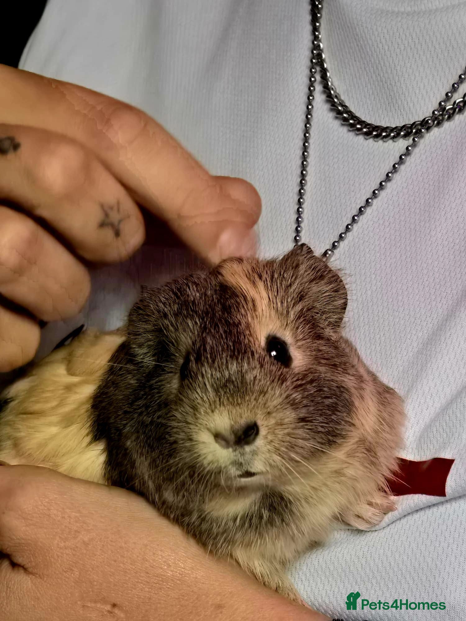 Guinea Pig rodents Lucy and poppy - Advert 2