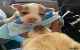 Chihuahua dogs for sale: Apple head boy Chihuahua  - Image 10