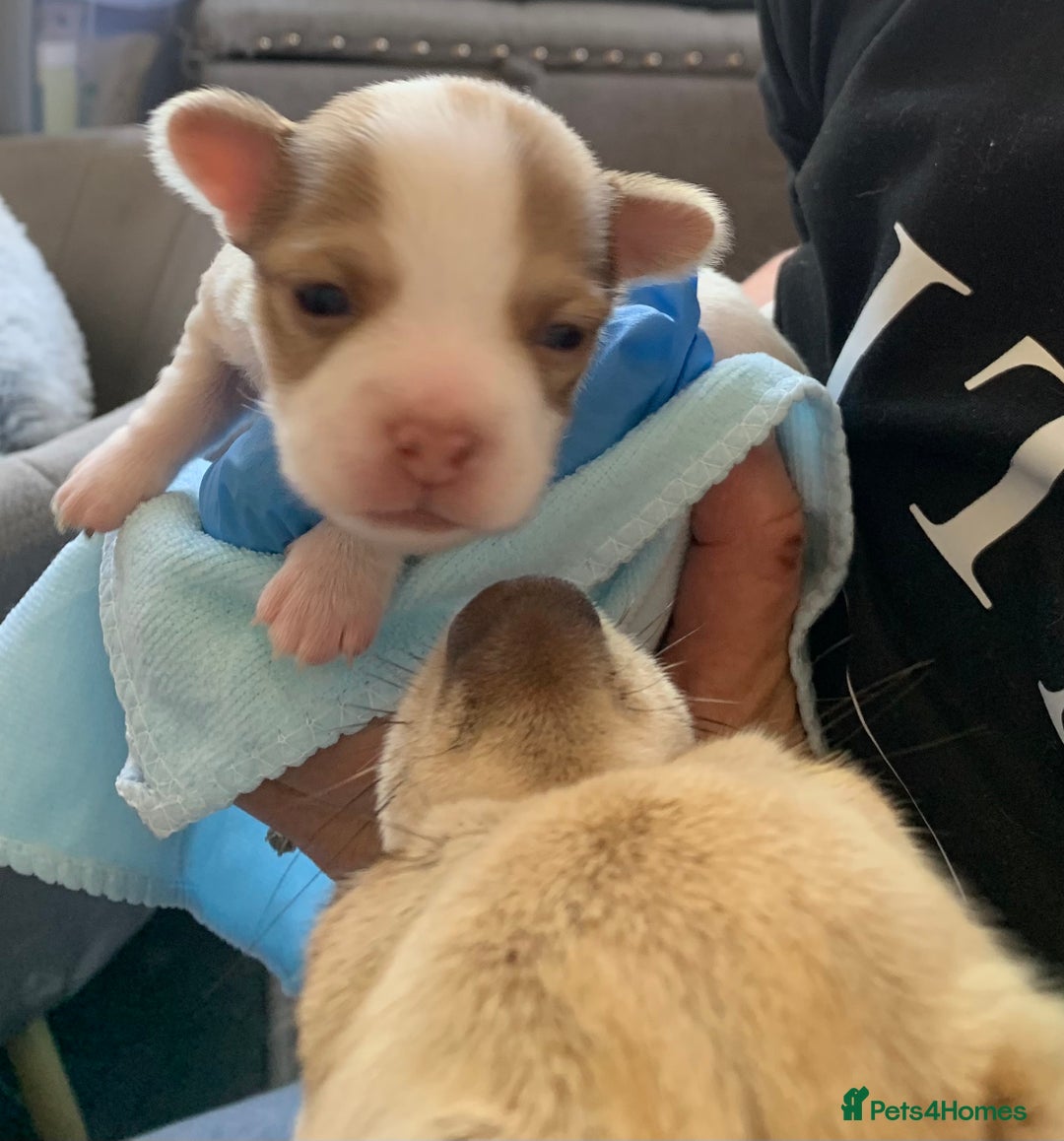 Chihuahua dogs for sale: Apple head boy Chihuahua  - Image 10