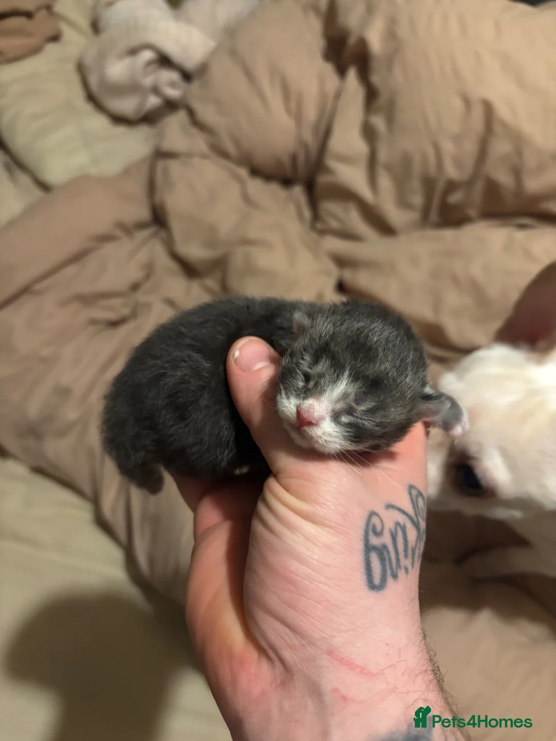 Mixed Breed cats for sale: 2 beautiful 😻 gril kittens  - Advert 2