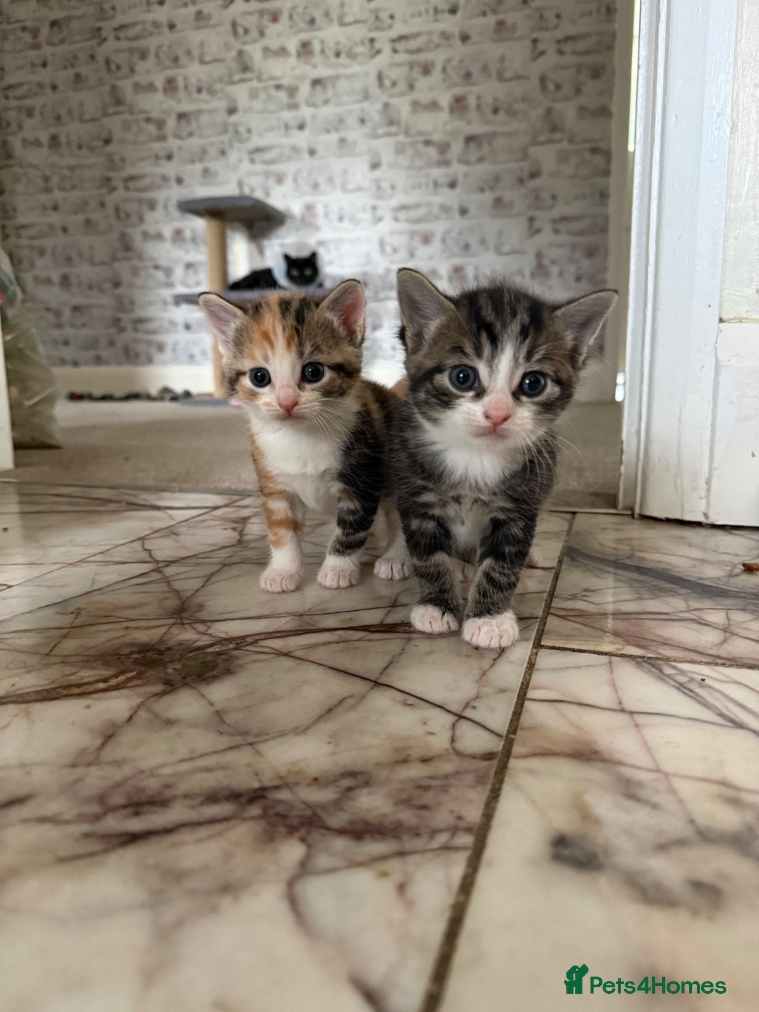 Mixed Breed cats for sale: 3 little adorable kittens - Advert 8