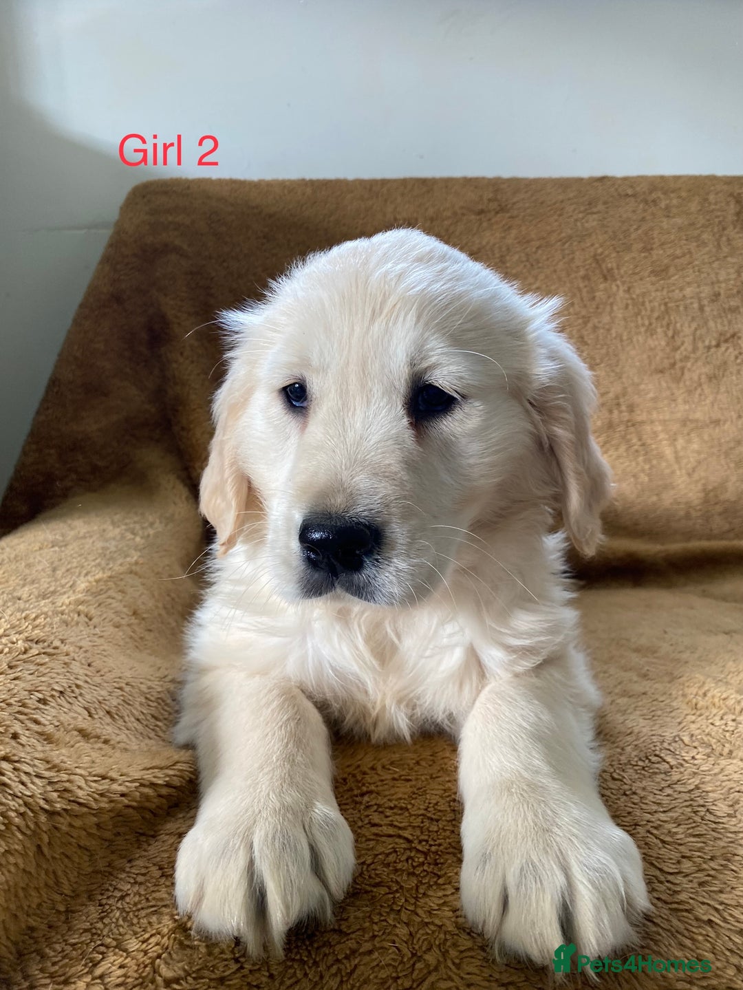 Golden Retriever dogs for sale: KC Registered Golden Retriver Puppies - Image 23