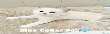 Blue Collar - Bicolour Male🩵