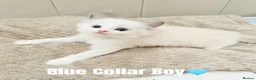 Ragdoll cats for sale: Five Beautiful Ragdoll Kittens Now Available🤍 - Advert 25