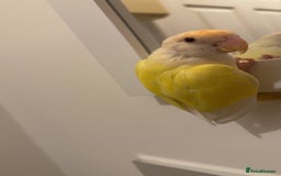 Lovebirds birds for sale: Lovebird - Image 3