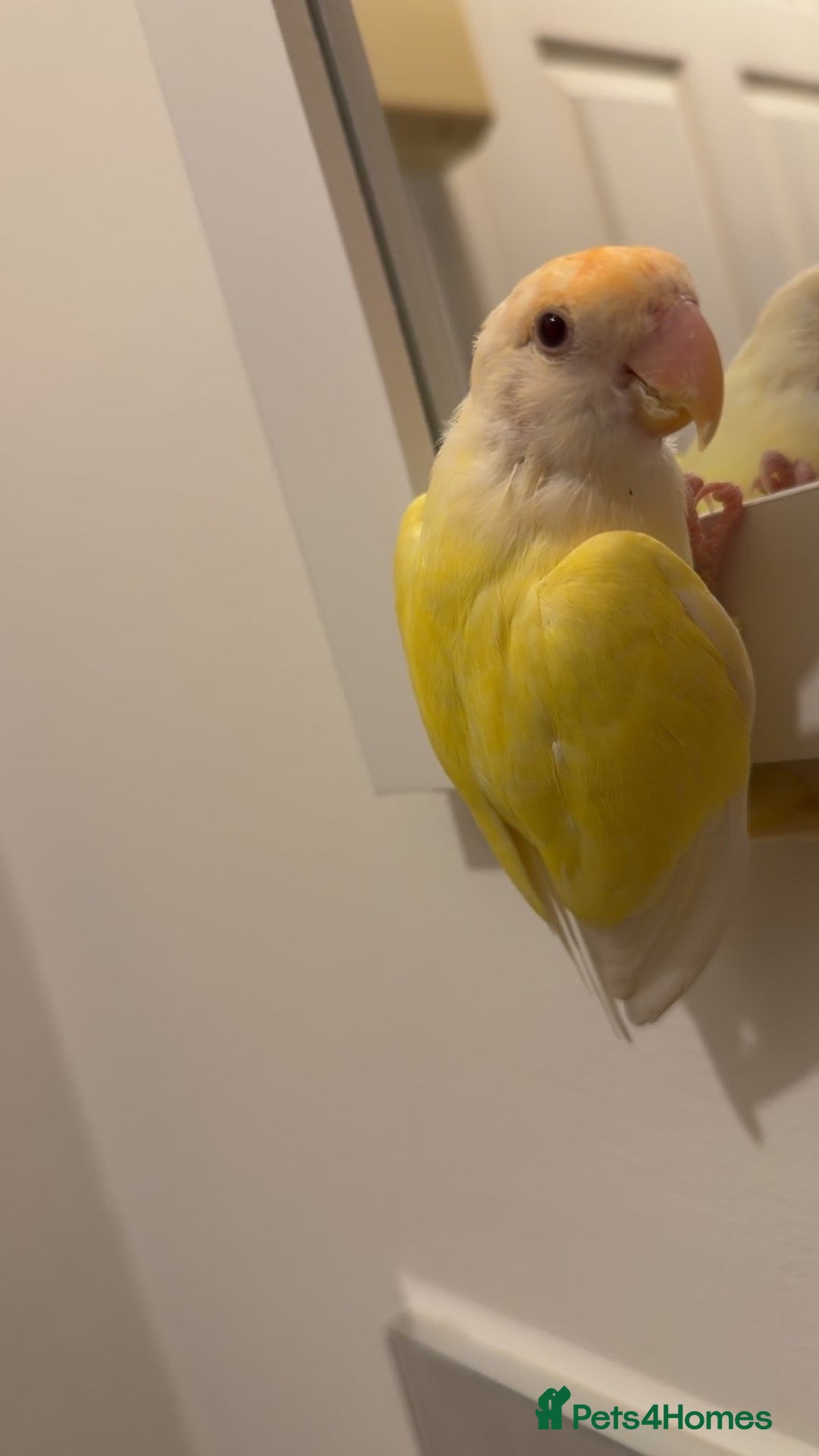 Lovebirds birds for sale: Lovebird - Image 3